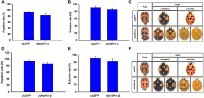 The Molecular Properties and Roles of Pannier in Harmonia axyridis’s Metamorphosis and Melanin Synthesis